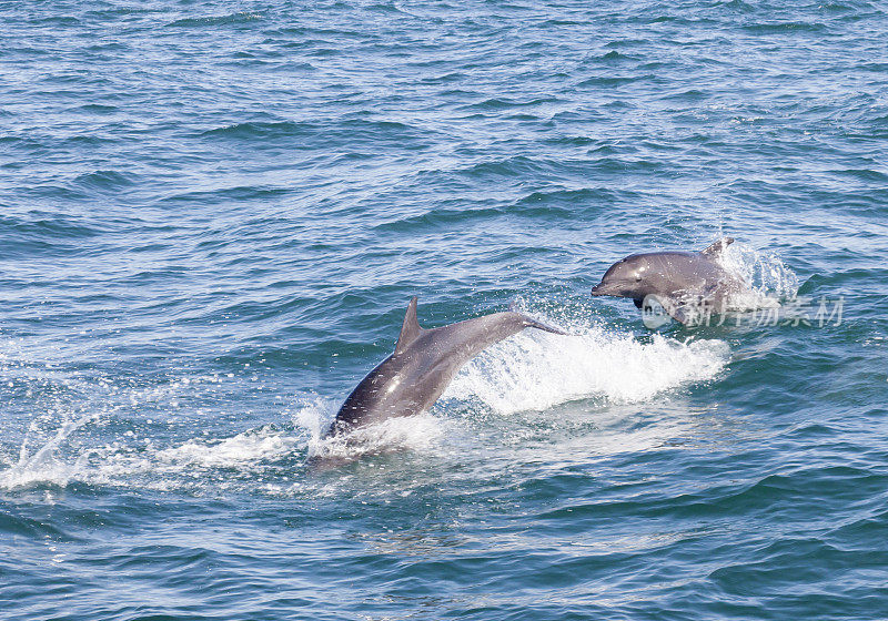 两只跳跃的瓶鼻海豚(Tursiops truncatus)